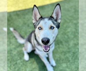 Huskies -Unknown Mix Dogs for adoption in Santa Monica, CA, USA