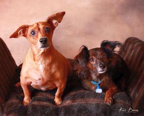 Dachshund Dogs for adoption in Boonton, NJ, USA