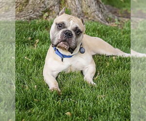 American Bulldog-Staffordshire Bull Terrier Mix Dogs for adoption in Princeton, MN, USA