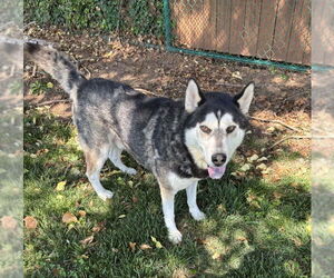 - Mix Dogs for adoption in Winston Salem, NC, USA