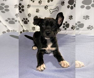 Huskies -Labrador Retriever Mix Dogs for adoption in SHERBURNE, NY, USA