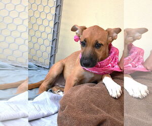 Mutt Dogs for adoption in McKinney, TX, USA