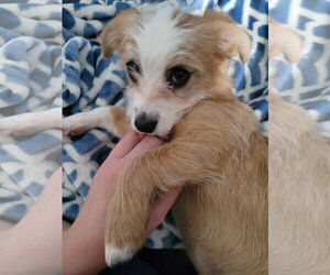 Mutt Dogs for adoption in Cliffwood, NJ, USA