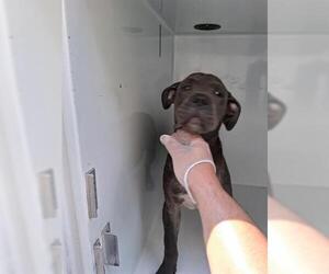 American Pit Bull Terrier-Unknown Mix Dogs for adoption in Houston, TX, USA