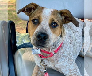 Mutt Dogs for adoption in Canton, CT, USA