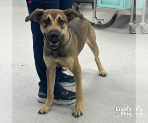 Labrador Retriever-Unknown Mix Dogs for adoption in Washington, DC, USA