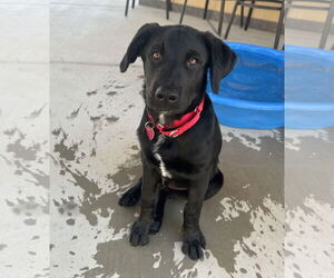 Labrador Retriever-Unknown Mix Dogs for adoption in Clovis, CA, USA