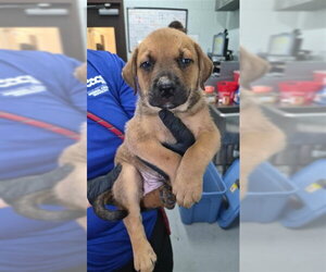German Shepherd Dog Dogs for adoption in Corpus Christi, TX, USA