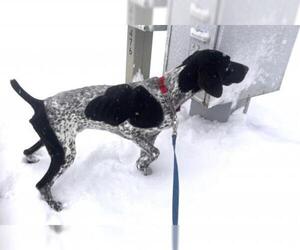 German Shorthaired Pointer Dogs for adoption in Anchorage, AK, USA