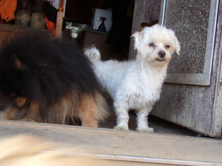 Maltese Dogs for adoption in Zaleski, OH, USA