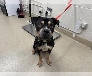 Mastiff-Unknown Mix Dogs for adoption in Grand Prairie, TX, USA