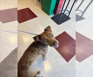 Catahoula Leopard Dog-Unknown Mix Dogs for adoption in Plano, TX, USA