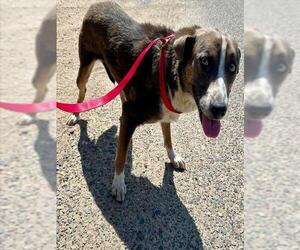 Border Collie-Unknown Mix Dogs for adoption in HESPERIA, CA, USA