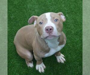 American Pit Bull Terrier Dogs for adoption in Murfreesboro, TN, USA