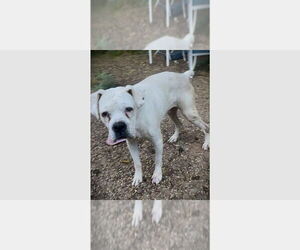 Boxer Dogs for adoption in Austin, TX, USA