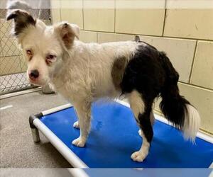 Australian Shepherd-Unknown Mix Dogs for adoption in Woodland, CA, USA