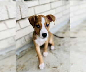 Shepradors Dogs for adoption in New Orleans, LA, USA