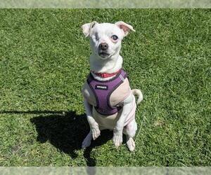 Chihuahua Dogs for adoption in San Clemente, CA, USA