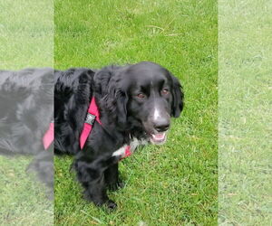 Bernese Mountain Dog-Unknown Mix Dogs for adoption in Wheaton, IL, USA