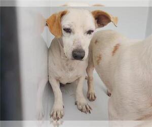Dachshund-Unknown Mix Dogs for adoption in Houston, TX, USA