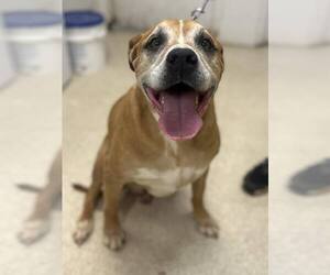 American Pit Bull Terrier-Unknown Mix Dogs for adoption in Clarkesville, GA, USA