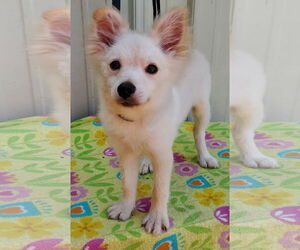 Pomeranian Dogs for adoption in Mountain View, MO, USA
