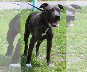 Mutt Dogs for adoption in Prattville, AL, USA