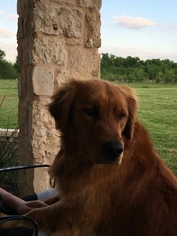Golden Retriever Dogs for adoption in Royse City , TX, USA