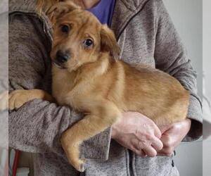 Pom-Shi Dogs for adoption in Cumming, GA, USA