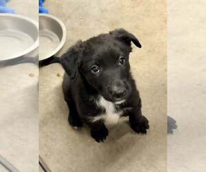 Border Collie-Unknown Mix Dogs for adoption in Cave Creek, AZ, USA