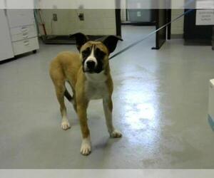 Boxer Dogs for adoption in Fayetteville, NC, USA
