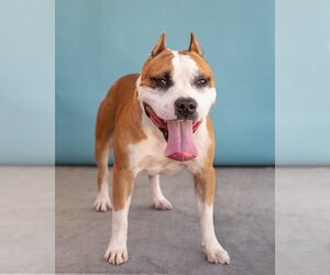 Staffordshire Bull Terrier Dogs for adoption in Pasadena, CA, USA
