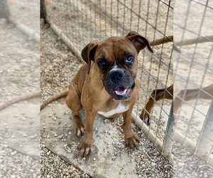 Boxer Dogs for adoption in Austin, TX, USA