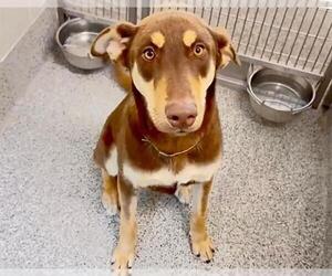 Labrador Retriever-Unknown Mix Dogs for adoption in Houston, TX, USA