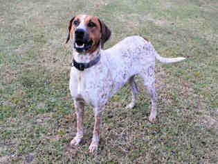 Pointer Dogs for adoption in Lufkin, TX, USA