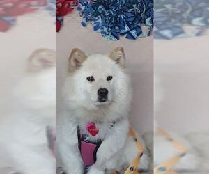 American Eskimo Dog-Welsh Corgi Mix Dogs for adoption in Pikesville, MD, USA