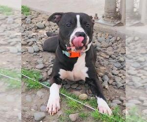 American Pit Bull Terrier Dogs for adoption in Sacramento, CA, USA