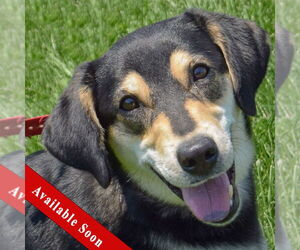 German Shepherd Dog-Unknown Mix Dogs for adoption in Huntley, IL, USA