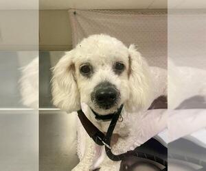 Poodle (Miniature)-Unknown Mix Dogs for adoption in HESPERIA, CA, USA
