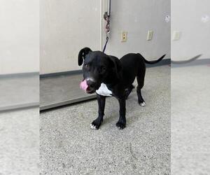 American Pit Bull Terrier-Unknown Mix Dogs for adoption in Visalia, CA, USA