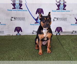 French Bulldog-Unknown Mix Dogs for adoption in Orlando, FL, USA