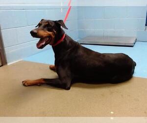 Doberman Pinscher-Unknown Mix Dogs for adoption in Moreno Valley, CA, USA