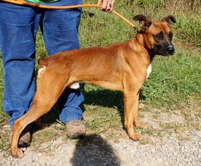 Medium Photo #1 Boxer-Unknown Mix Puppy For Sale in Dickson, TN, USA