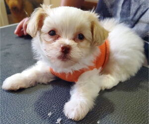 Pom-A-Poo Dogs for adoption in Pacolet, SC, USA