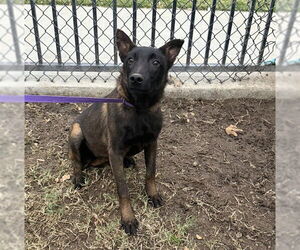 Mutt Dogs for adoption in Riverside, CA, USA