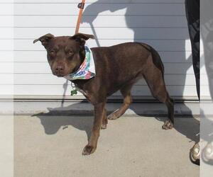 German Shorthaired Pointer-Unknown Mix Dogs for adoption in Louisville, KY, USA