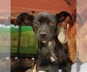 Rat-Cha Dogs for adoption in Thomasville, NC, USA
