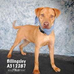 Vizsla Dogs for adoption in Conroe, TX, USA