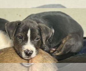 Labrador Retriever-Unknown Mix Dogs for adoption in Jefferson, NJ, USA