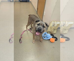 Mutt Dogs for adoption in Sayreville, NJ, NJ, USA